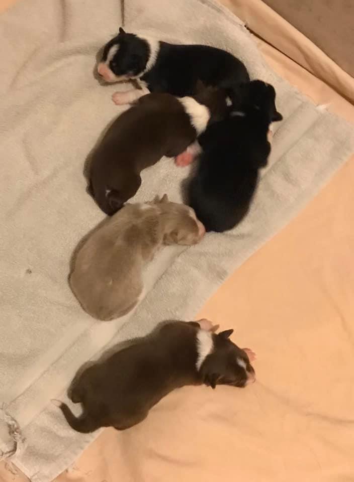 Pig Pups